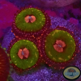 Krustenanemonen „Pink Krakatoa“ WYSIWYG