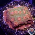 Cyphastrea spp. „Star“