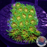 Leptastrea spp. „John Deere“