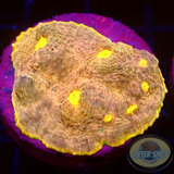Echinophyllia spp. „Mantras“ WYSIWYG