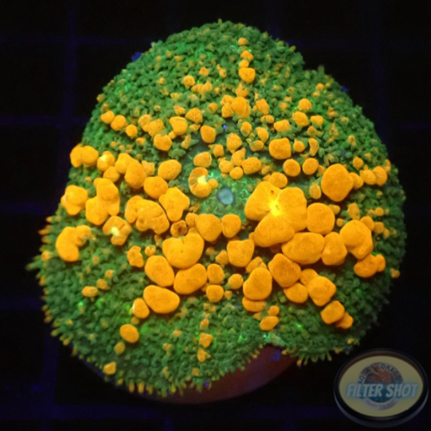Rhodactis spp. „Sunkist Bounce“ WYSIWYG