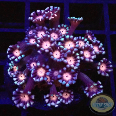 Alveopora spp. „Vampire“ WYSIWYG