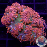 Phymanthus crucifer WYSIWYG
