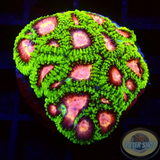 Favia spp. „Space Monkey“ WYSIWYG