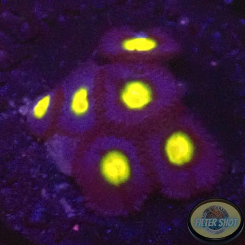 Krustenanemonen „AOI“ AD Special