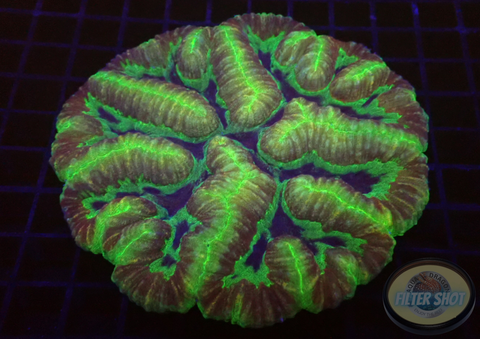 Symphyllia spp. „Brainstorm“ WYSIWYG