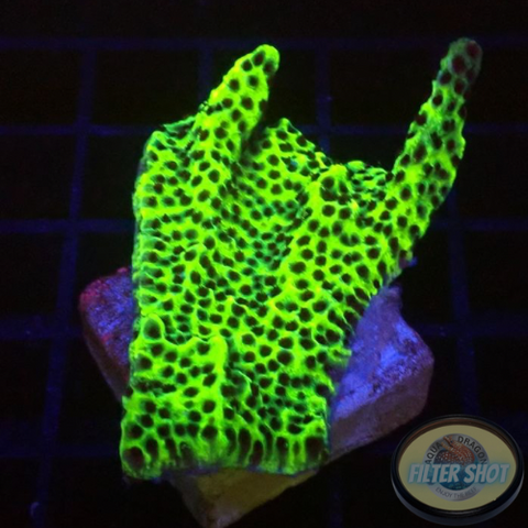 Montipora confusa