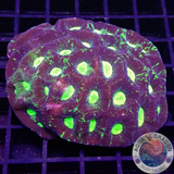 Goniastrea spp. „Reactor Leak“ WYSIWYG „AD Special“