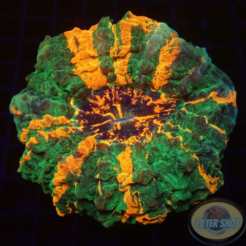 Acanthophyllia deshayesiana „Halloween“