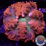 Phymanthus crucifer WYSIWYG