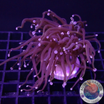 Euphyllia glabrescens „Raw“