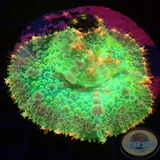 Rhodactis spp. „Franky W.“ WYSIWYG