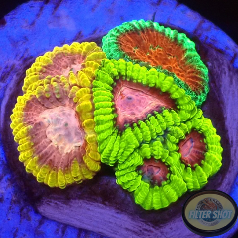 Favia spp. “Fusion” WYSIWYG