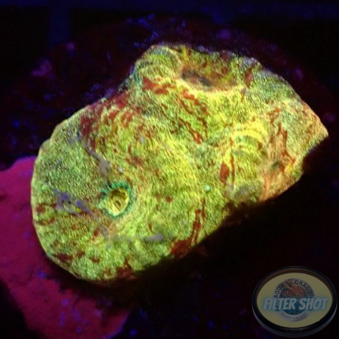 Dipsastraea spp. „Blood Diamond“ WYSIWYG „AD Special“