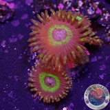 Krustenanemonen „Freaky Hornet“ WYSIWYG „AD Special“