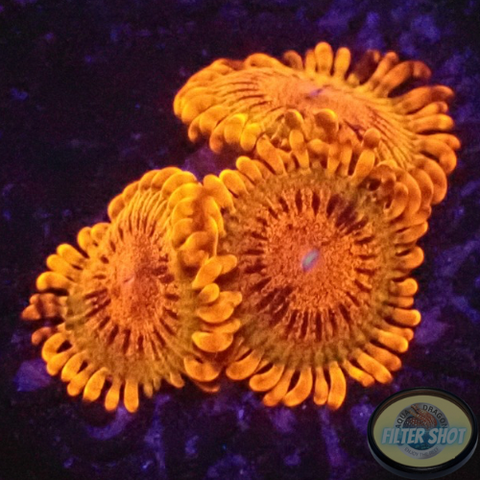 Krustenanemonen „Speckled Krakatoa“ WYSIWYG „AD Special“