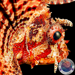 Dendrochirus brachypterus „Kurzflossen-Zwergfeuerfisch“ L