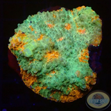 Echinophyllia spp. „Katar Orenji“ WYSIWYG „AD Special“