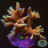 Montipora spp. „Bubblegum“ WYSIWYG „AD Special“