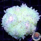 Radianthus crispa WYSIWYG