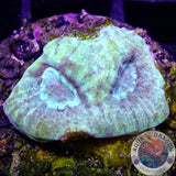 Favia spp. „Duck Mask“ WYSIWYG