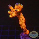 Montipora samarensis „Forest Fire“