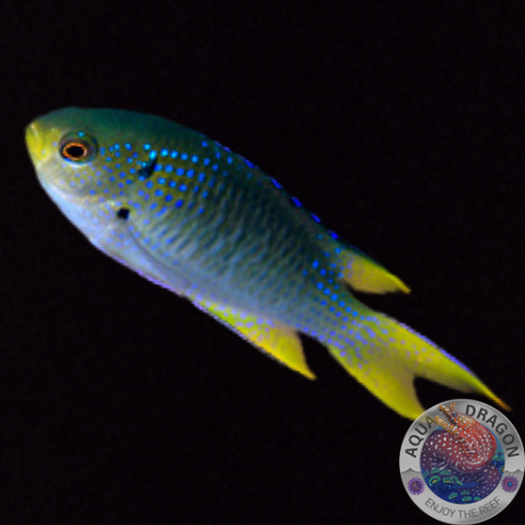 Neopomacentrus nemurus „Korallen Riffbarsch“