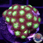 Krustenanemonen „Incredible Hulk“ WYSIWYG