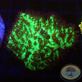 Rhodactis spp. „Flaming Carpet“ AD Special
