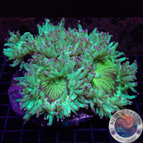 Catalaphyllia jardinei „Psycho Kate“ WYSIWYG