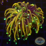 Euphyllia glabrescens “Hellfire” WYSIWYG