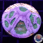 Montastrea spp. “BB8” WYSIWYG