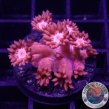 Goniopora spp. „Fire Flower“ 🔥