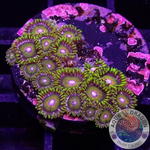 Krustenanemonen “Super Saiyan”