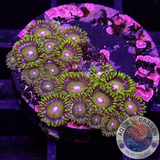 Krustenanemonen “Super Saiyan”