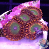 Krustenanemonen „Bowser“ WYSIWYG