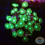 Alveopora spp. „Disco Dotty“