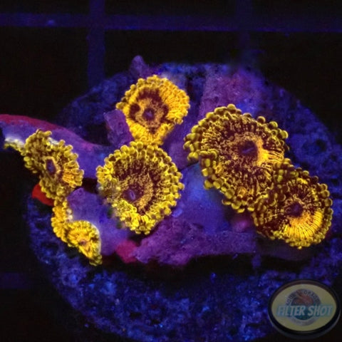 Krustenanemonen „Gold Maul“ WYSIWYG „AD Special“