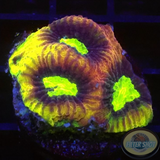 Goniastrea spp. „Dragon Soul“ 🐉 AD Special
