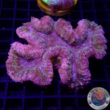 Symphyllia spp. „Rainbow“ WYSIWYG „AD Special“