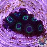 Krustenanemonen “Mean Green” WYSIWYG