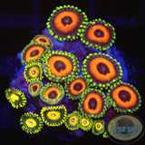 Krustenanemonen „Watermelon & S. Saiyan“ WYSIWYG