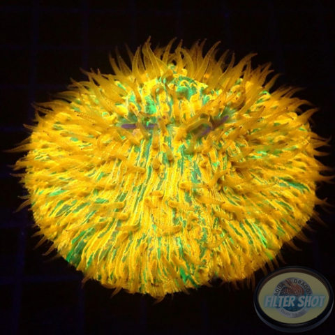 Fungia spp. „Plazma“ WYSIWYG