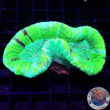Trachyphyllia spp. „Marble“ WYSIWYG