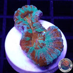 Australophyllia wilsoni „Lord of the Ocean“ WYSIWYG
