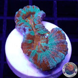Australophyllia wilsoni „Lord of the Ocean“ WYSIWYG