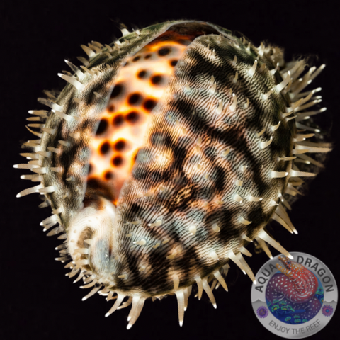 Cypraea tigris „Tiger-Porzellanschnecke“ XL