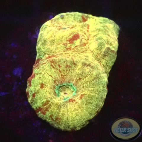 Dipsastraea spp. „Blood Diamond“ WYSIWYG „AD Special“