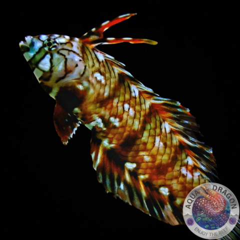 Novaculichthys taeniourus „Bäumchen-Lippfisch“