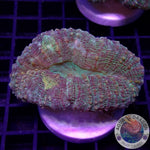 Lobophyllia spp. „Gold Spill“ WYSIWYG „AD Special“